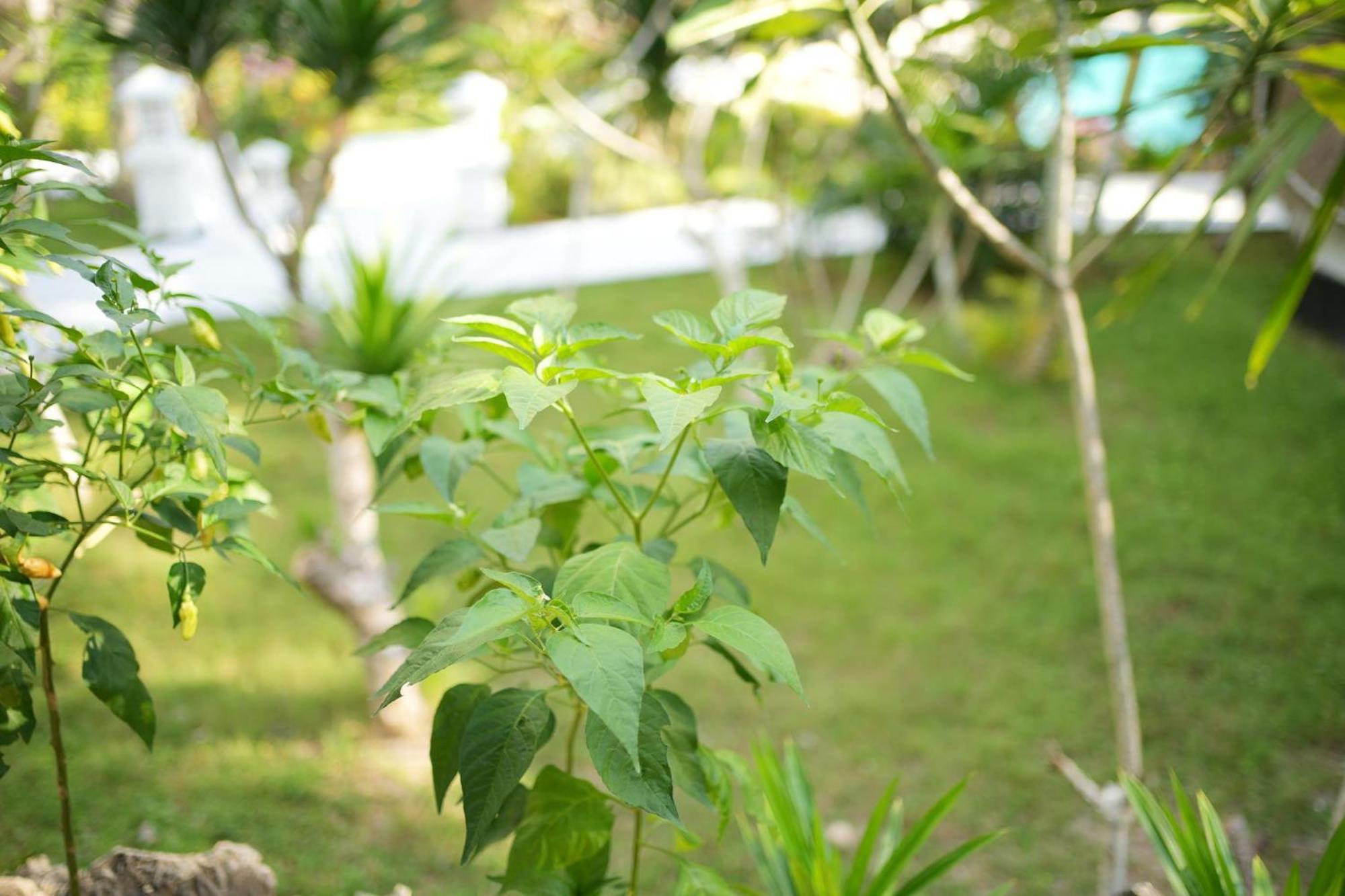 Coco Penida Sakti